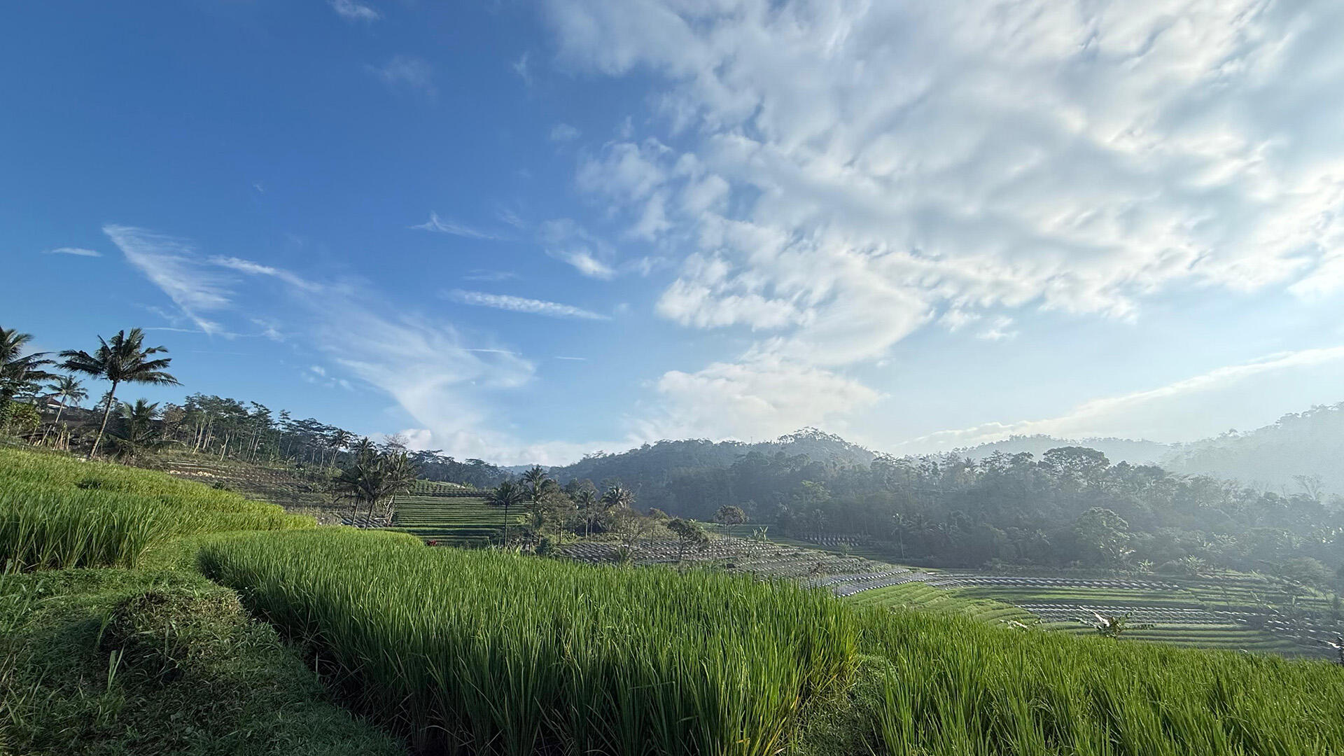 Rice Field &amp; Cooking Experience